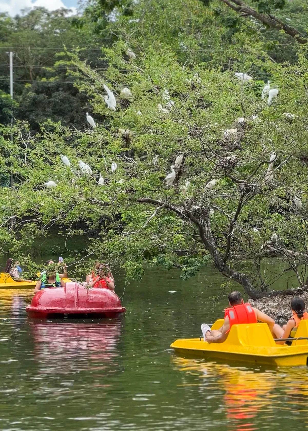 23 Ecoparque Lagotours